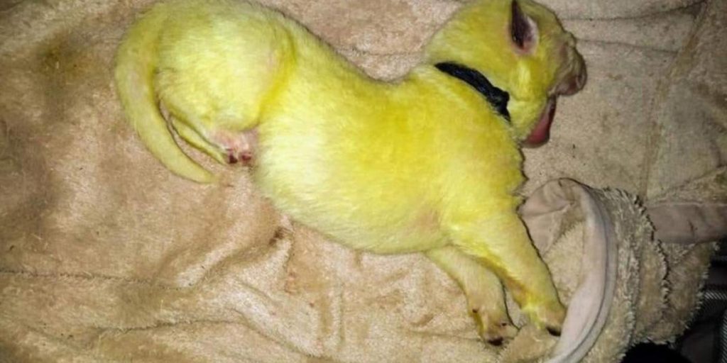 Hundeeier fikk panikk: Den siste valpen som kom ut var grønn