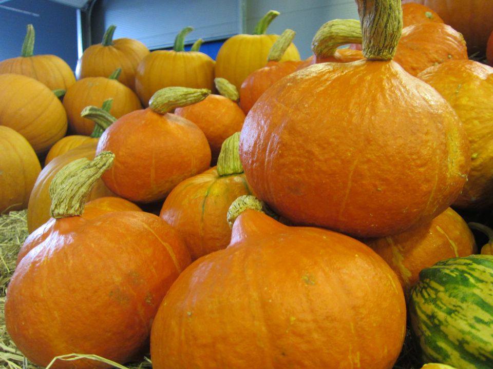 Roper varsko om Halloween-gresskar: dette må du tenke på