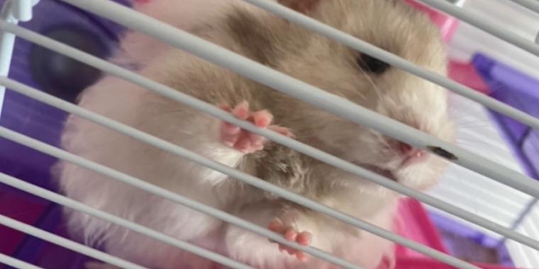 9 år gammel jente «heldig å være i live» etter angrep av hamster
