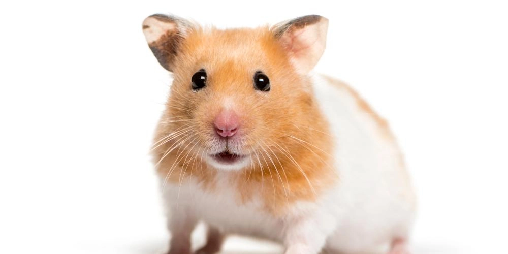 Skal i fengsel i ett år: Mor parterte datterens hamster og spiste den