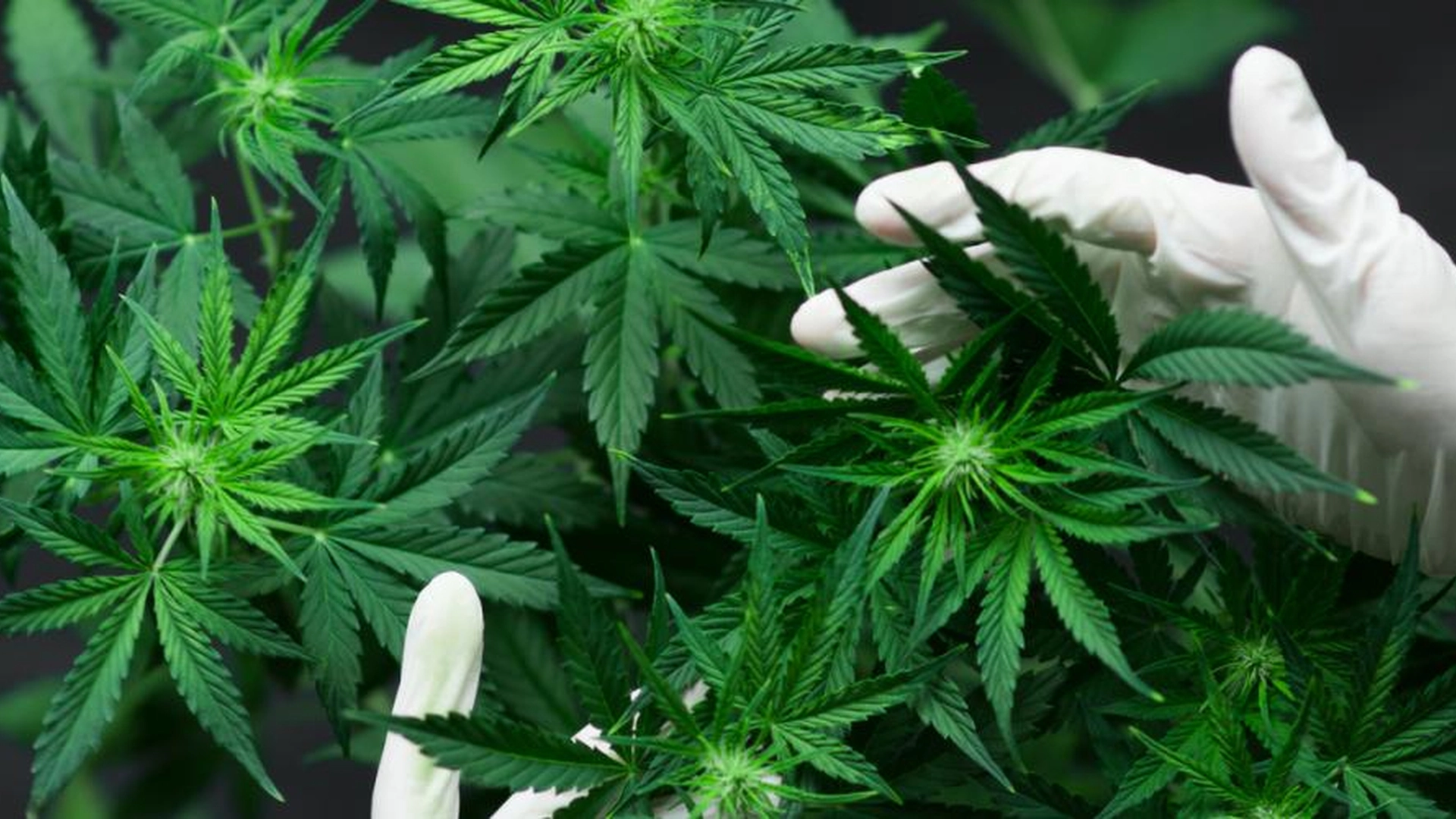 Godkjenner lovforslaget om legalisering av hasj