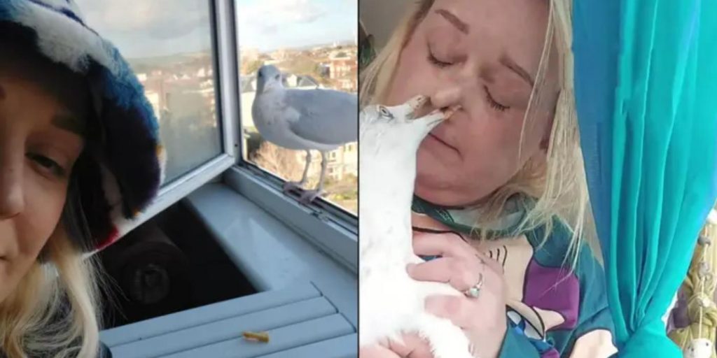 Kvinne blir bestevenn med måke og slipper den inn i leiligheten: Det kom hun raskt til å angre på