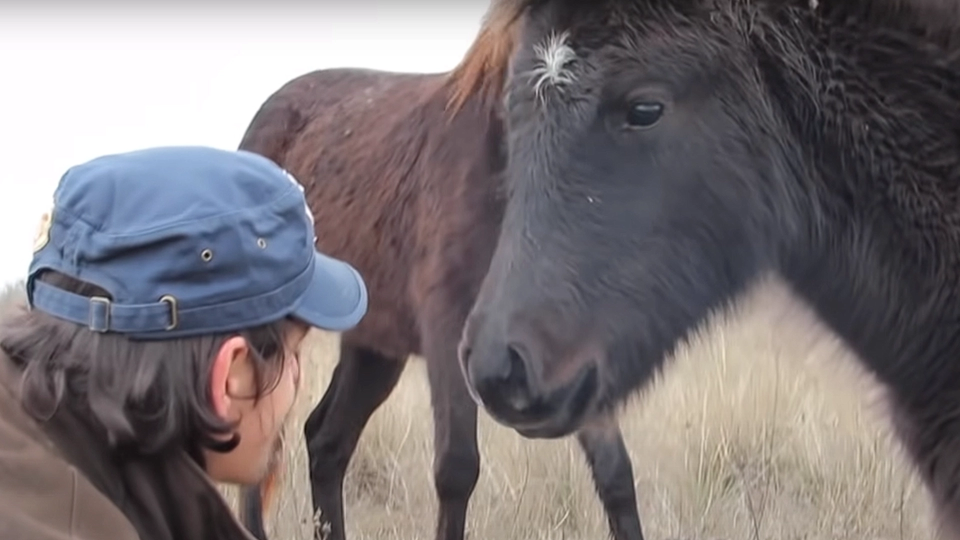 Mann redder en hest fra stramme lenker: Så får han sitt livs største takk