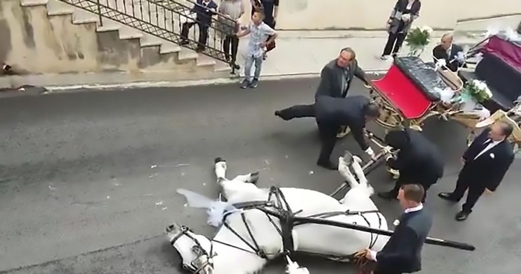 TV: Hest trekker brudepar opp en bakke i intens varme – kollapser av utmattelse