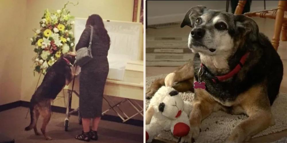Hva som skjer når hunden ser i kisten til ‘pappaen’ rør de fleste