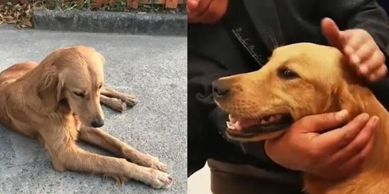 Hund funnet med blødende poter: Årsaken er rørende