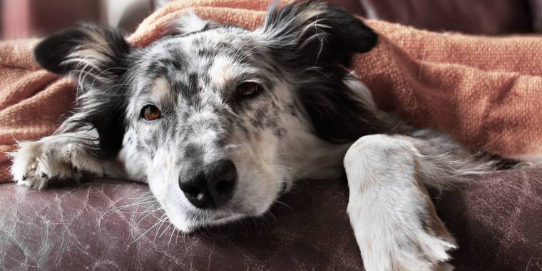Advarer alle hundeeiere: Nå er det høytid igjen