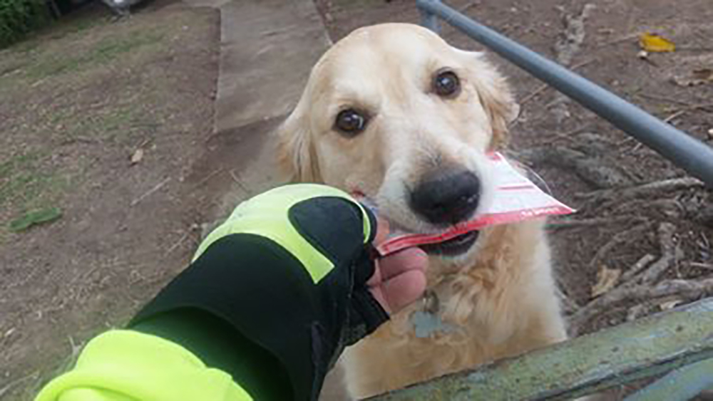Hunden venter tålmodig på posten hver dag – postbudet improviserer når det ikke er noen brev