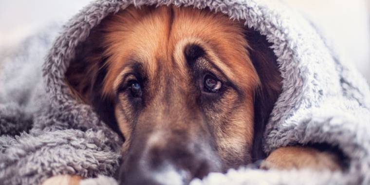 Prompene hund koster kvinne dyrt: Blir rasende når hun oppdager sannheten
