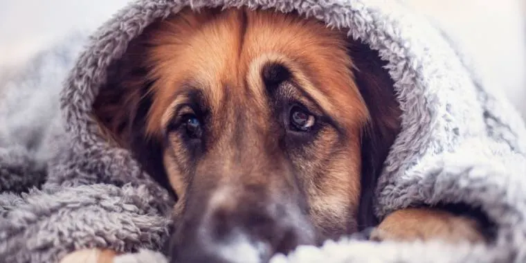 Prompene hund koster kvinne dyrt: Blir rasende når hun oppdager sannheten