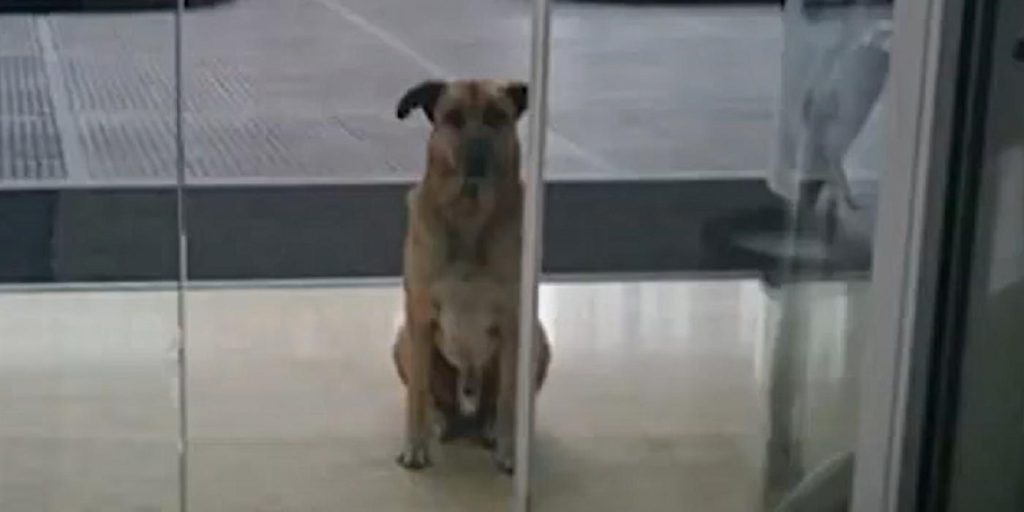 Olivia ser en hund utenfor hotellet flere ganger: Så oppdager hun den hjerteskjærende sannheten