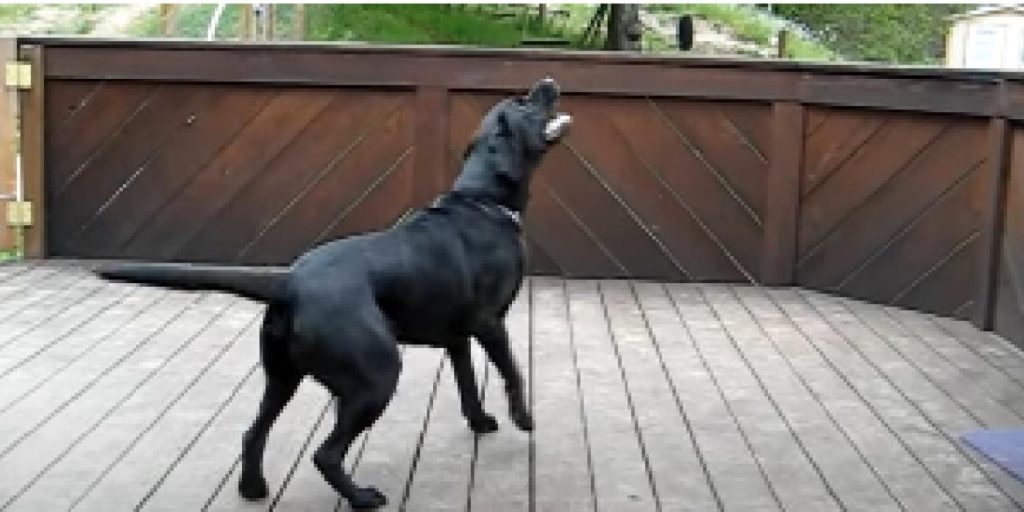 Eieren gjør hundens største drøm til virkelighet: se nå hundens reaksjon når de faller fra himmelen