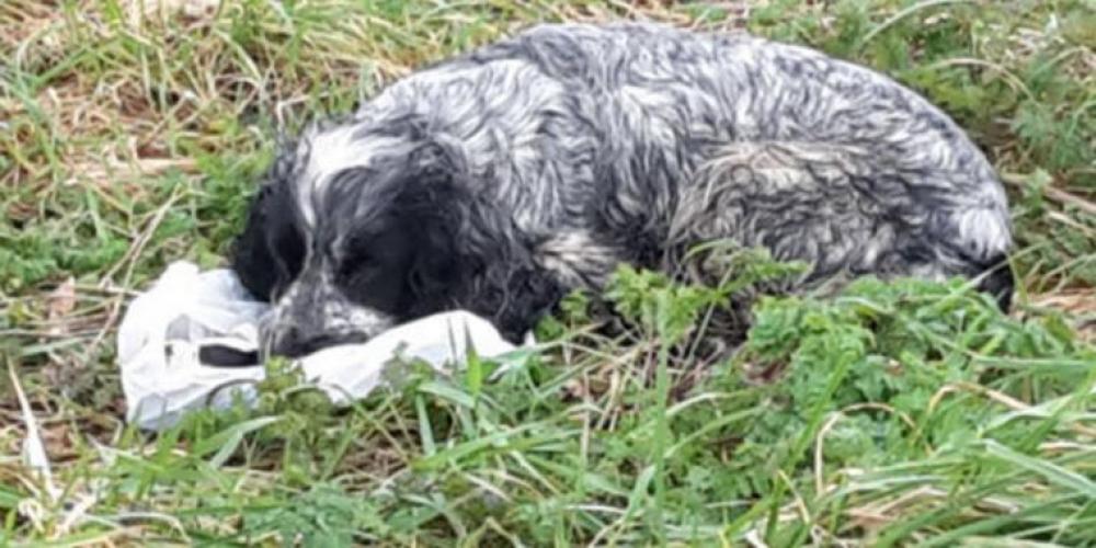 Hunden satt på siden av veien og voktet over en plastposen: Paul fikk et sjokk da han åpnet posen