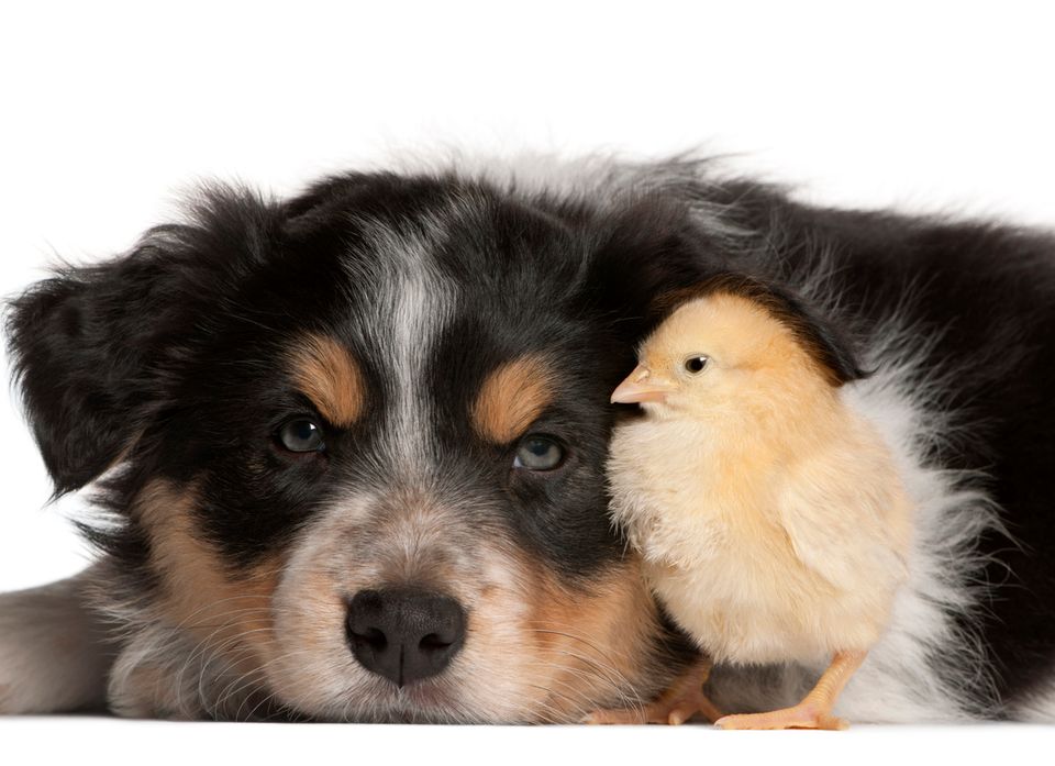 Her er påskevettreglene for hundeeiere