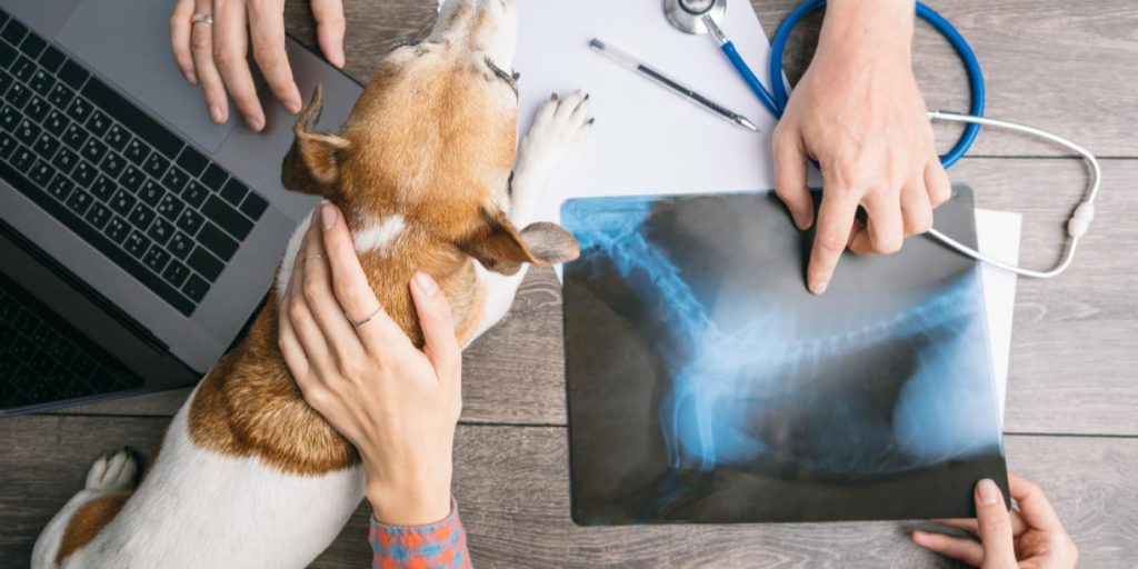 Eier tok hunden til veterinær: Røntgen sjokkerte dem begge