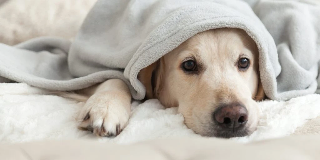 En spesiell grunn trumfer: Derfor bør du alltid la hunden din sove i sengen