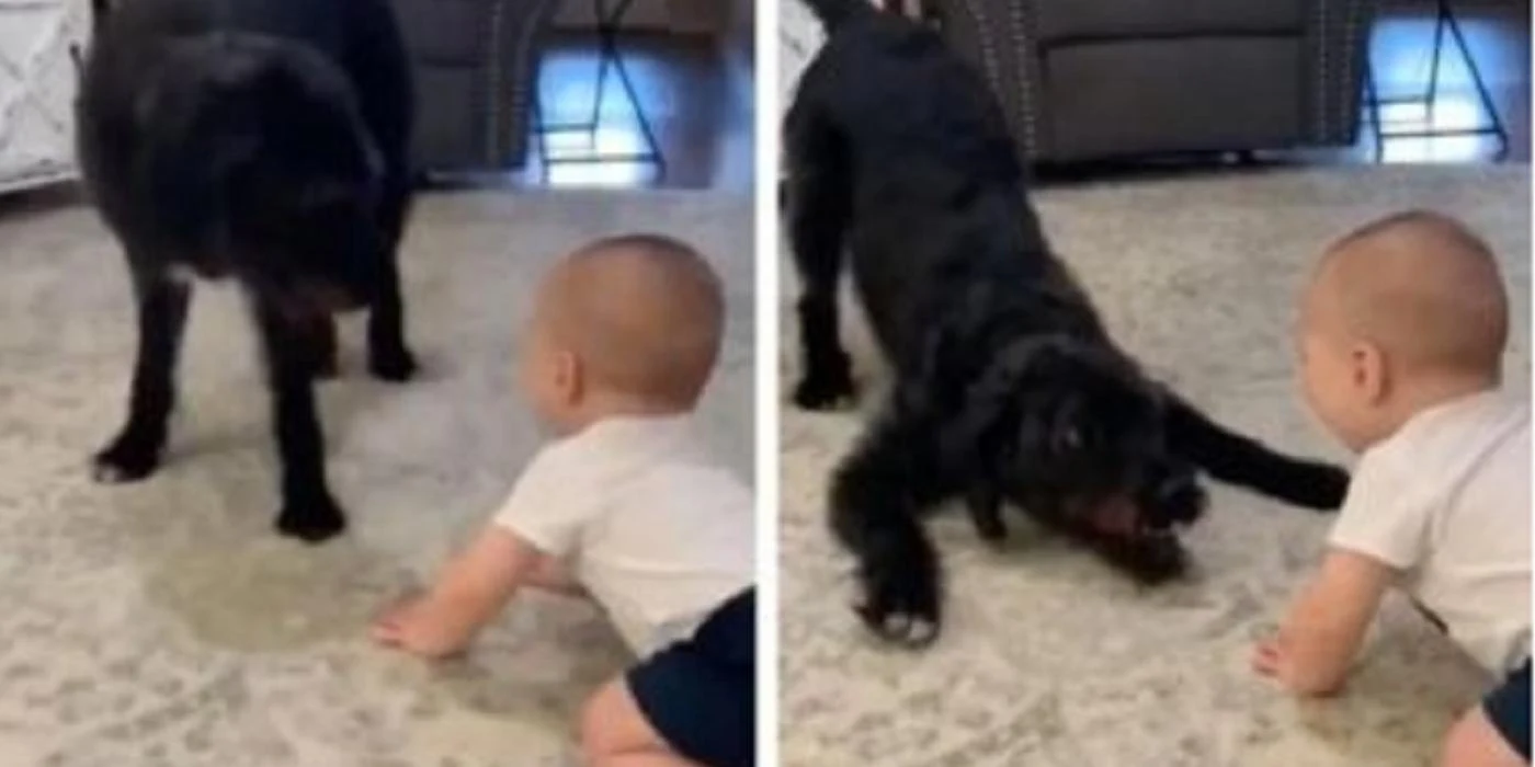Babyen og hunden &laquo;leker&raquo; i familiens stue: Det som skjer videre har fått internett til å rulle av latter