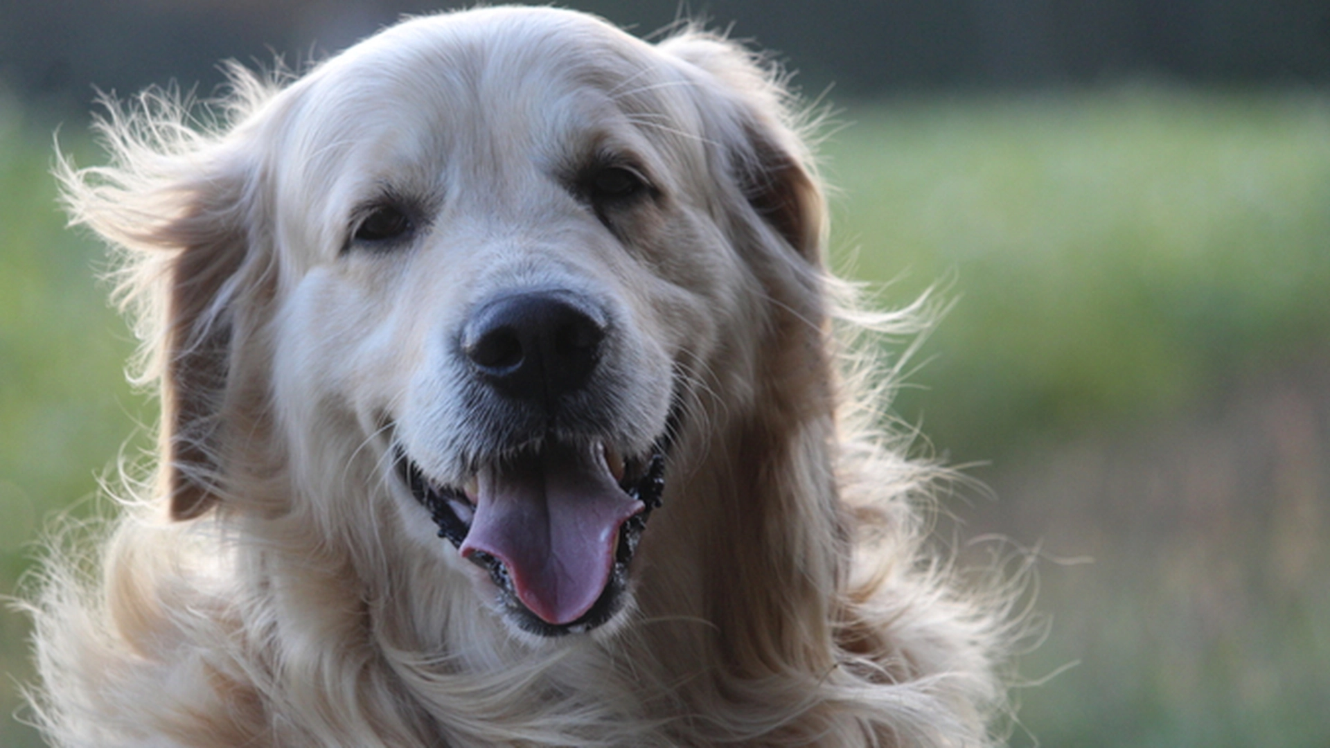 5 matvarer du ALDRI må gi hunden din