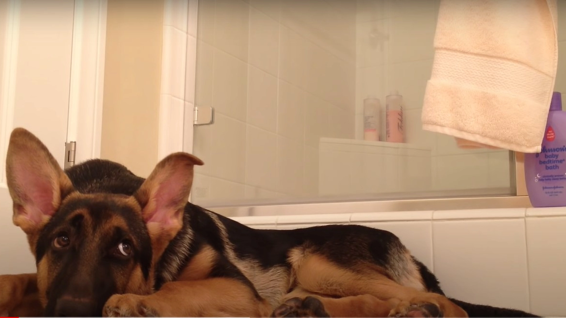 Mannen dusjer: Aktivitet i dusjen gjør hunden gal