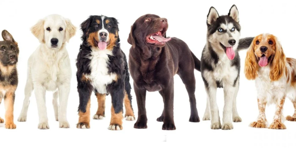Advarer alle hundeeiere: Det kan være giftig