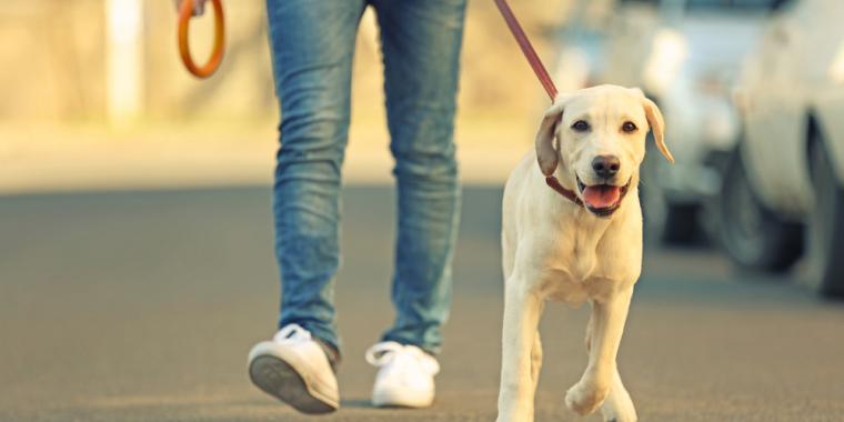 Skolebarn laget syrebomber: Hundevandrer og hund fikk etsninger