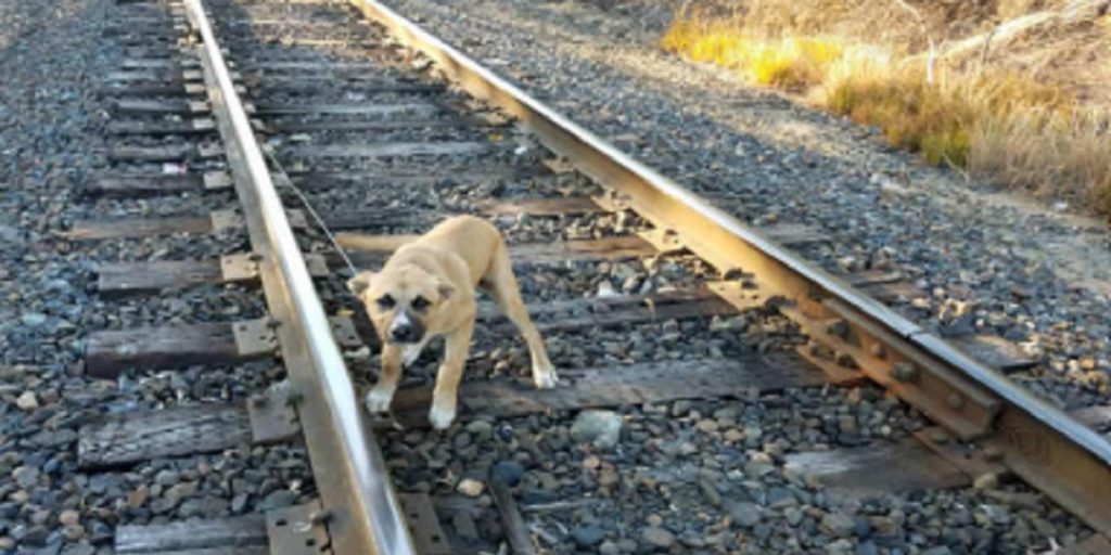 Mennesket oppdager en hund på togskinnene: Da går den grusomme sannheten opp for ham