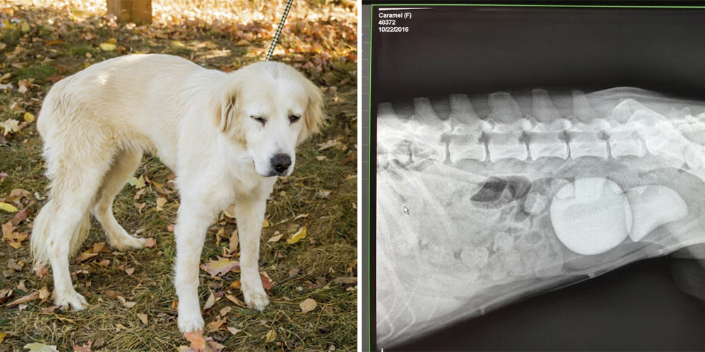 Hund oppfører seg merkelig i månedsvis: Dyrlegen er lamslått da han ser røntgenbildet