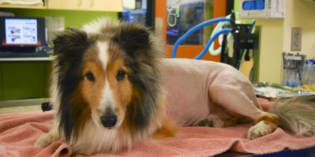 Veterinæren gjorde urovekkende funn bare timer før Ollie skulle avlives