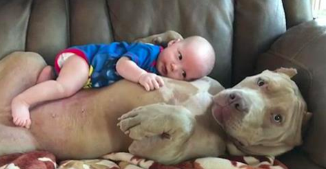 Video av en hund og en baby skaper strid på nettet: Liten gutt ligger på magen til en kjærlig kamphund