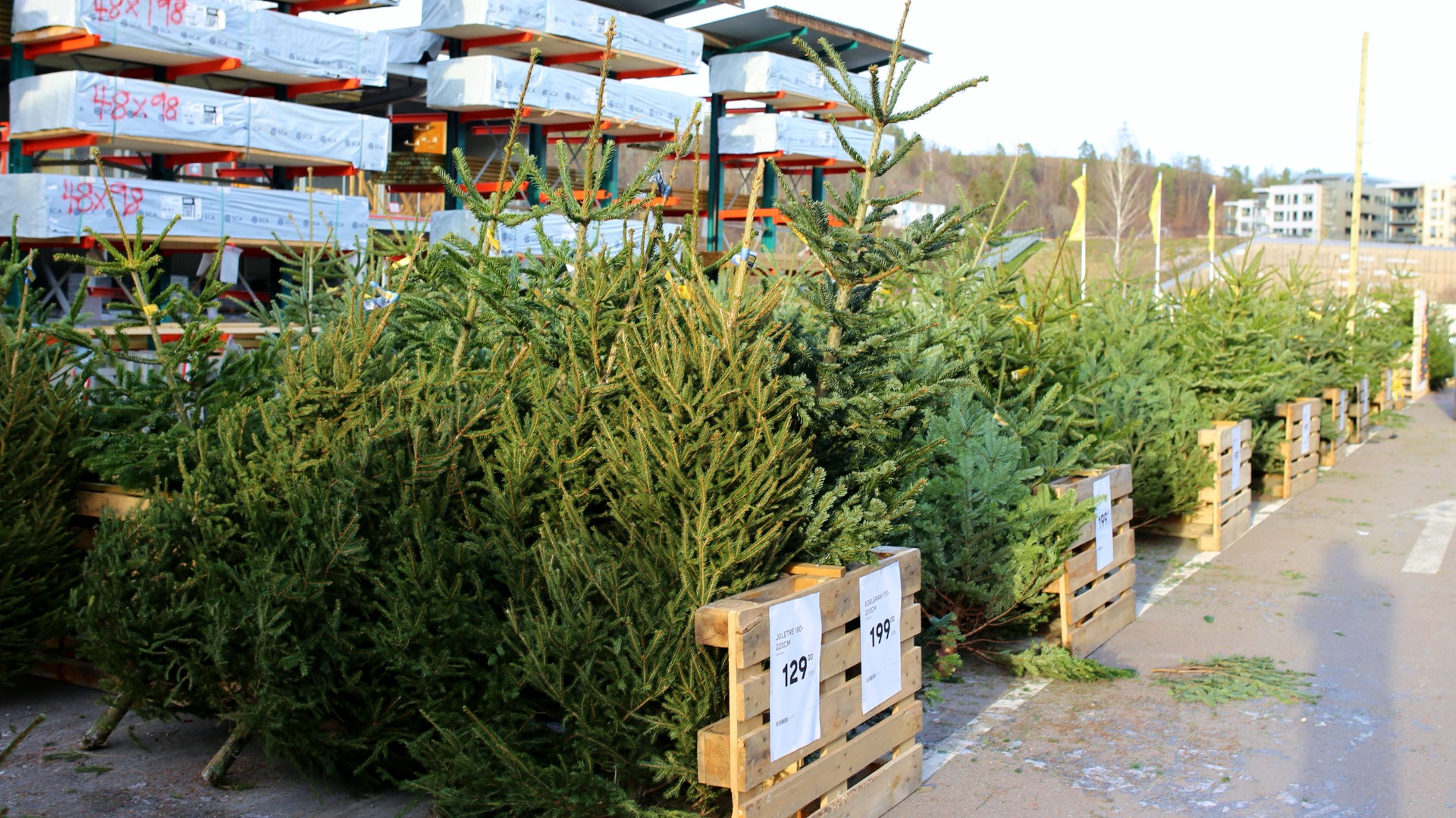 Priskrig på juletrær