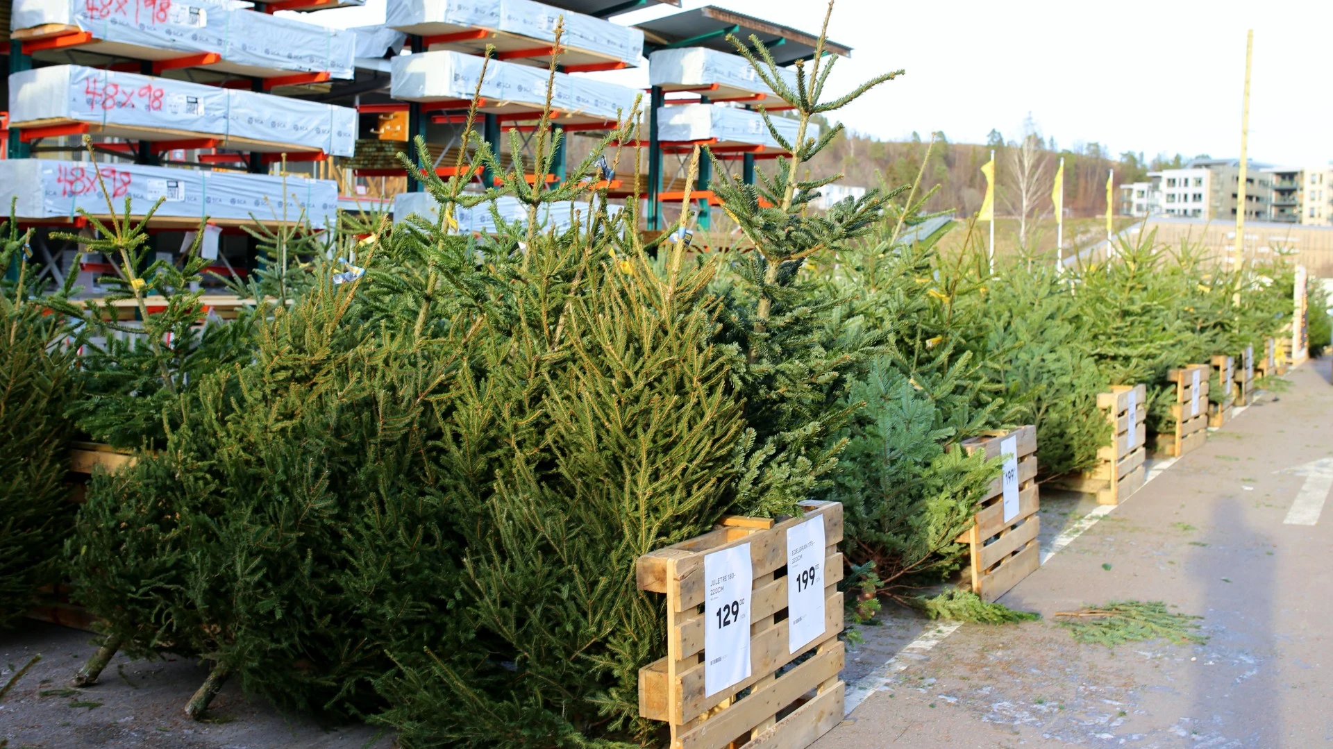 Priskrig på juletrær