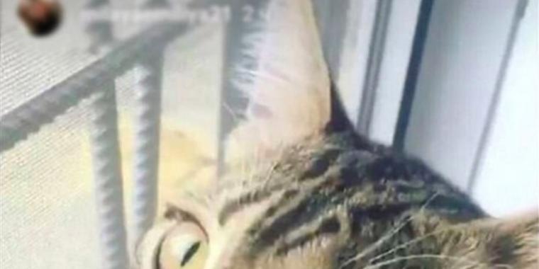 Anna så et bilde av en katt på Instagram: Så slo hun opp med kjæresten