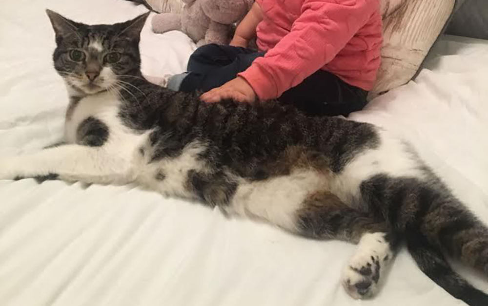 Katt begynner å oppføre seg merkelig og bråke midt på natten: Sophie blir skrekkslagen da hun oppdager hvorfor