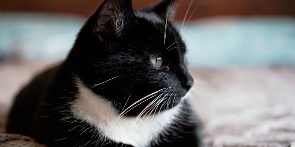 Polen slår fast: Katter er en invasiv «alien» art