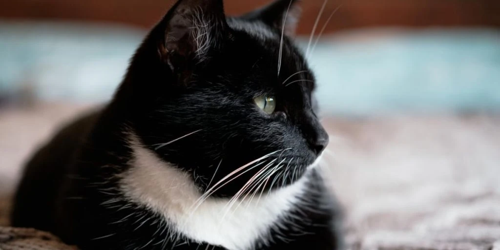 Polen slår fast: Katter er en invasiv &laquo;alien&raquo; art