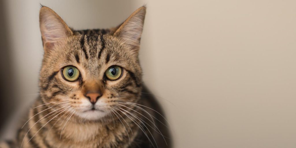 Airbnb-gjest stjeler naboens katt: Vil ikke returnere den uten juridisk kamp