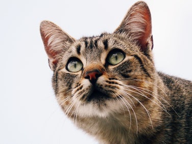 Den eneste tingen som kan overraske katten din