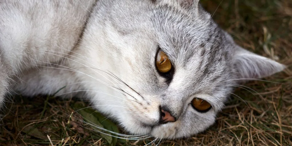 Enøyd katt hadde forsvunnet i fem år – dukket plutselig opp på en oljeplattform i Nordsjøen