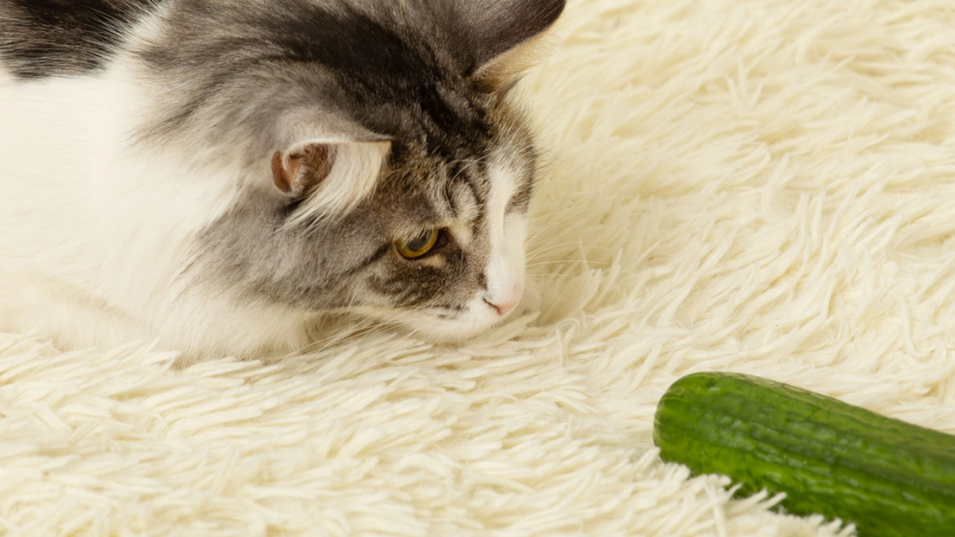 Dyreatferdsekspert har endelig svart: Dette er grunnen til at katten din er redd for agurker