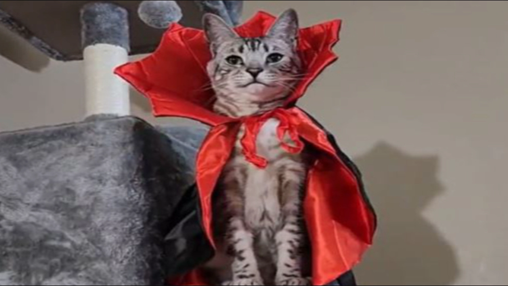 Amanda ville ha katten i Halloween-kostyme: Da gjør katten noe uventet