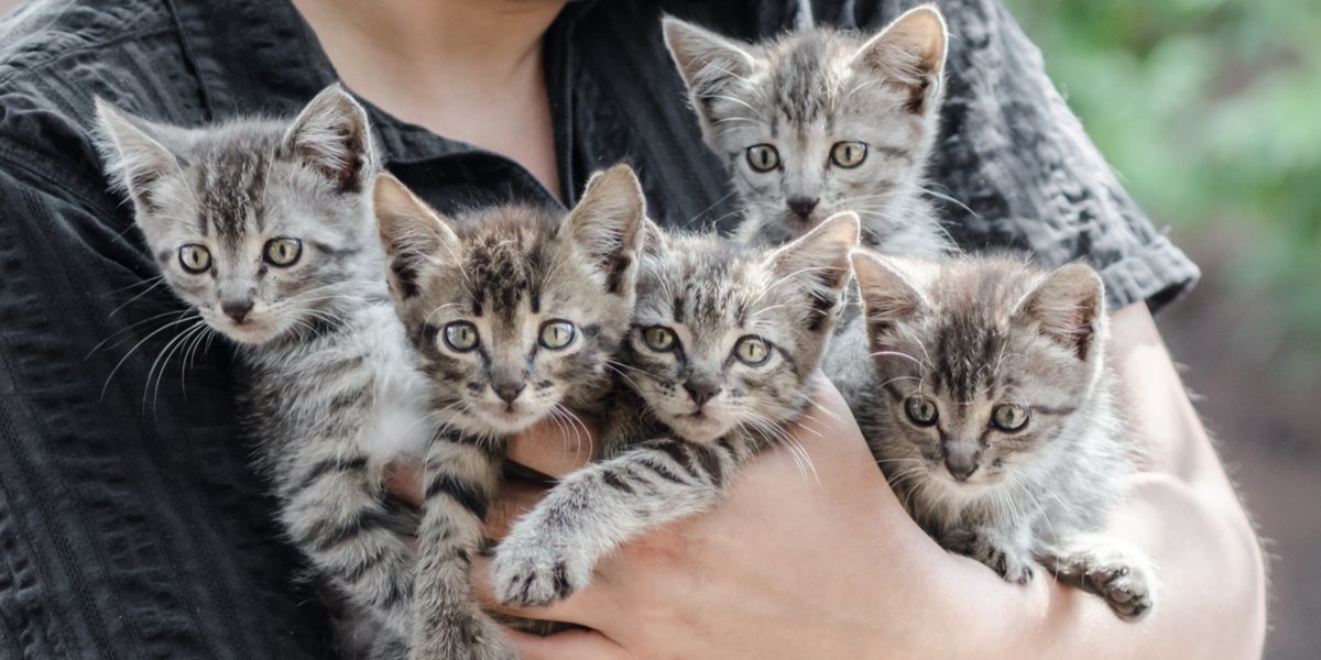 5 tegn på at katten din elsker deg