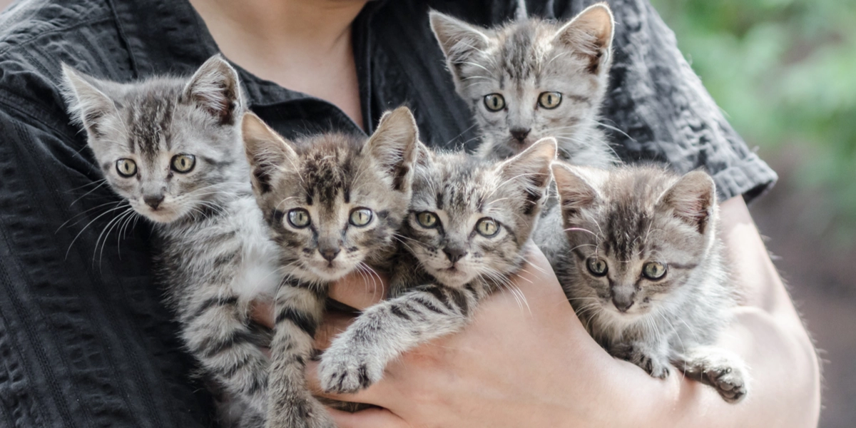 5 tegn på at katten din elsker deg