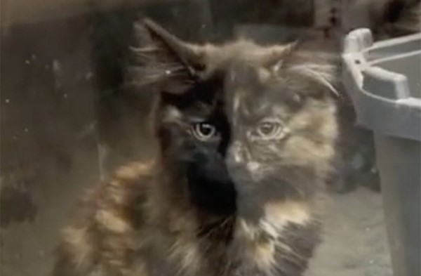 Dyreelskeren adopterer en søt kattunge – når de kommer hjem viser katten seg å være noe helt annet