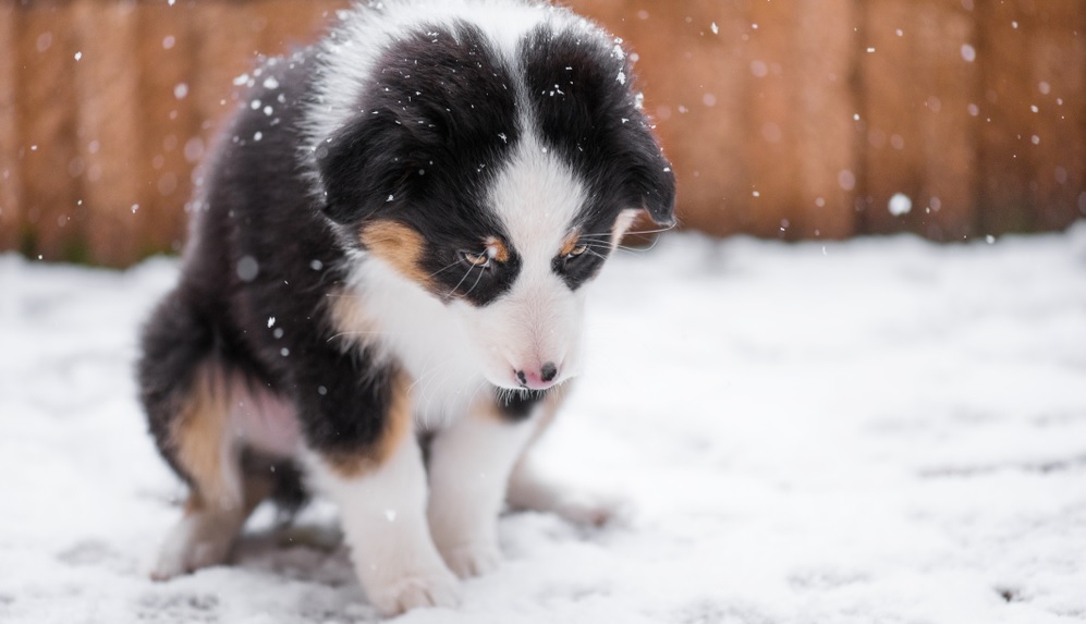 Vinterpels og underull: Her er tegnene på at hunden din fryser i vinterkulden
