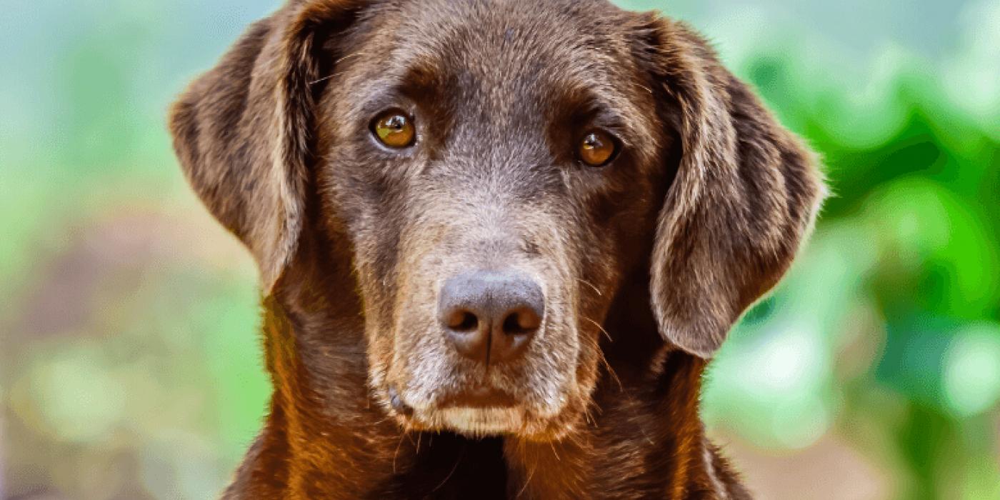 Hunden Bobi fylte nettopp 31 år: Her er hemmeligheten