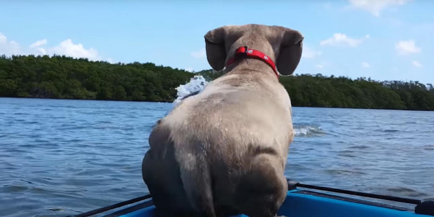 Tina var ute og seilte med hunden sin da de plutselig la merke til noe i vannet: 1 sekund senere gir hunden en sjokkerende reaksjon