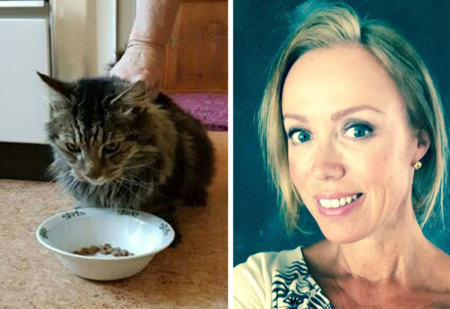 Dyrlege får innlevert en pjuskete katt: Da han sjekker tatoveringen i øret, tror han ikke sine egne øyne