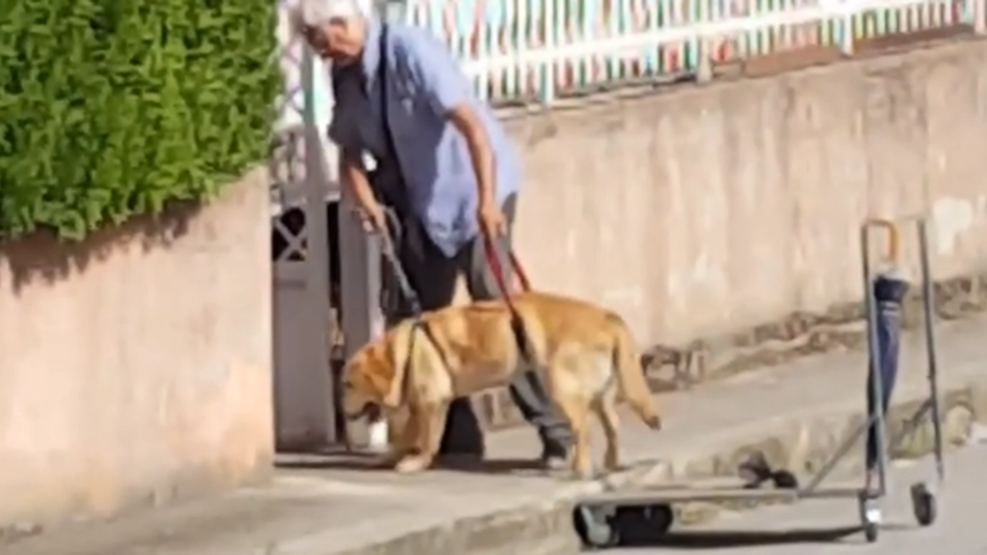 Mannens hundetur fanget på film: Dette vil smelte hjertet ditt