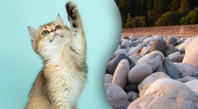 Klarer du å finne den sovende katten blant steinene på 10 sekunder?