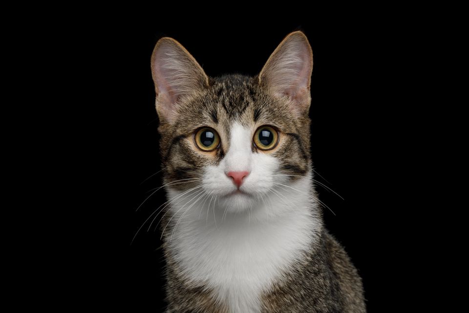 Dusør utloves etter mishandling av katt